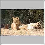 lion pride