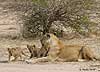 Lioness with three cubs