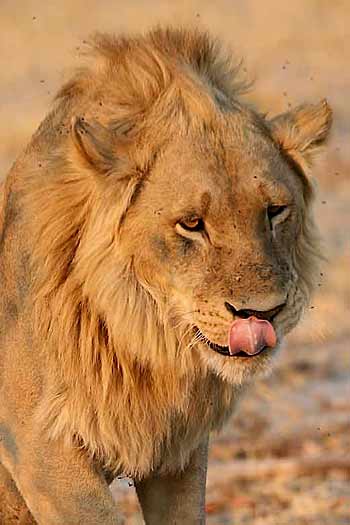 Male lion licking his lips, Okavango Delta, Botswana