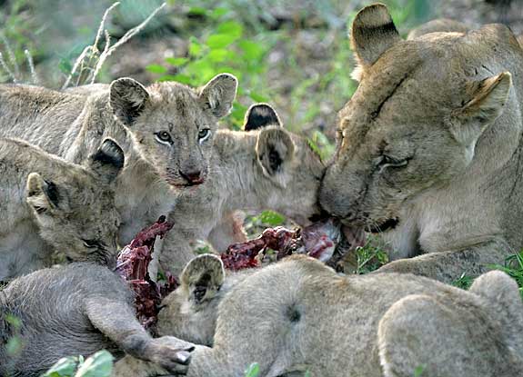 Lioness with cubs on a kill