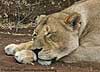 Lioness asleep, close-up