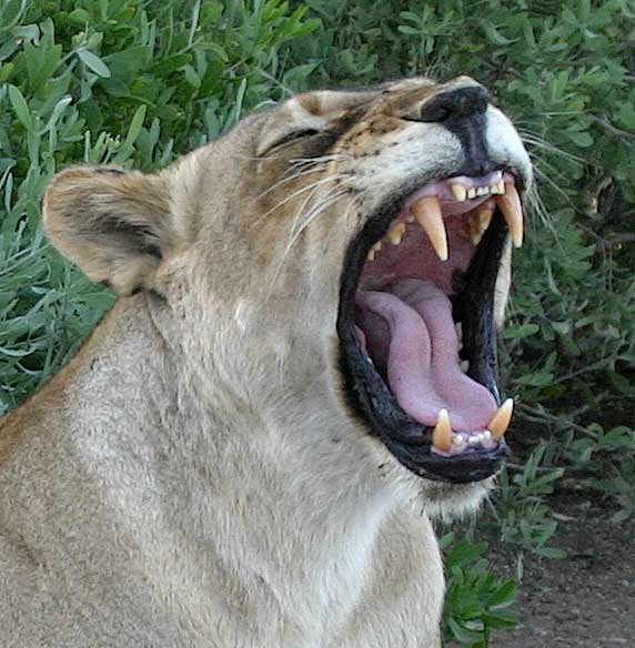 Lioness yawning, showing her canines