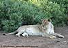 Lioness resting