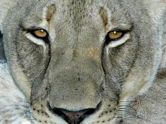 Lioness close-up, looking directly at camera