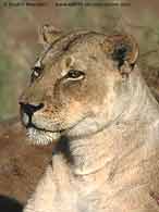 Lioness close-up