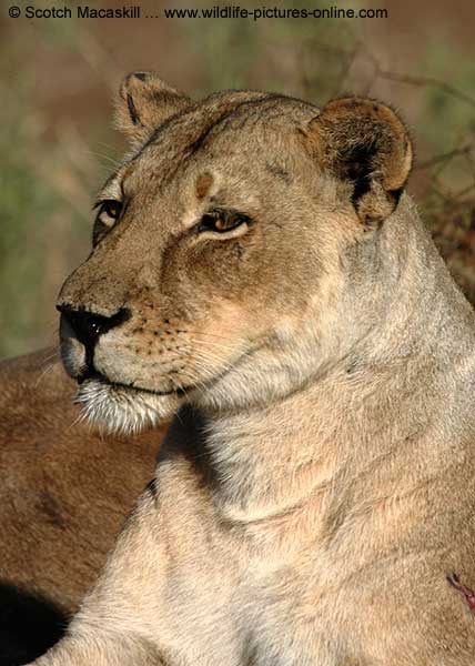 Close-up of Lioness as she scans the horizon, Mashatu Game Reserve, Botswana