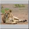 Lioness, Mashatu Game Reserve, Botswana