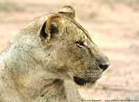 Lioness portrait