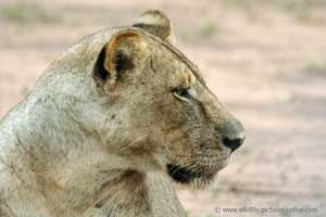 Lioness portrait