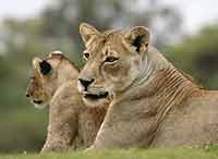 Lioness and cub