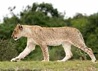 Young lion, side view