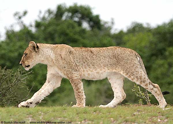 Juvenile lion walking along grassy bank in the late afternoon, Mashatu Game Reserve, Botswana