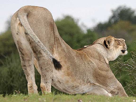 Lioness stretching