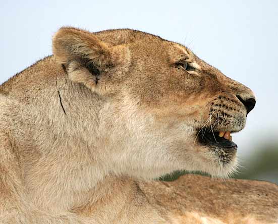 Lioness looking contented after good scratch