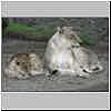 Lioness and cub, Mashatu Game Reserve, Botswana