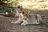 Pair of lion cubs 