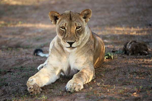 Lioness lying in shade