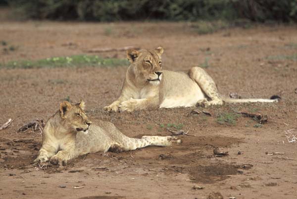 Lion pair in riverbed