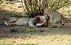 lion cub and adult male lion