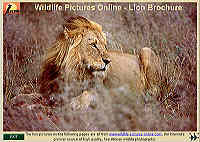 Lion Brochure