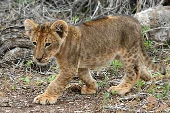 Lion cub taking a stroll, Mashatu Game Reserve, Botswana
