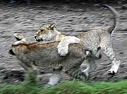 Lion cubs honing their attack skills