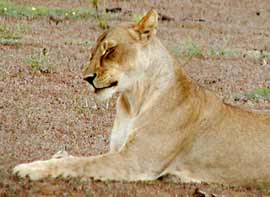 Picture of lion at rest