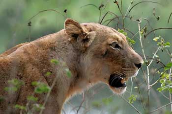 Lioness close-up, side view