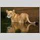 Lioness crossing river