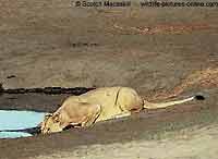 Lioness crouching to drink