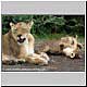 cubs playing near mother