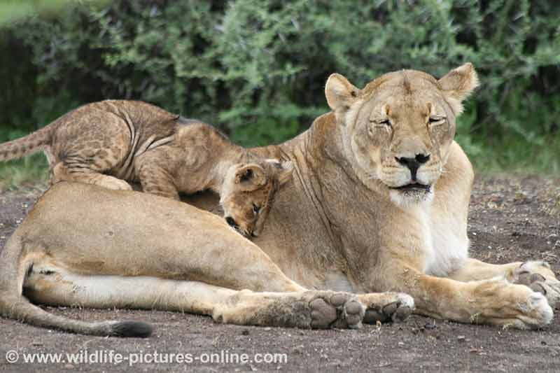 Playful cub climbing on mother, Mashatu Game reserve, Botswana