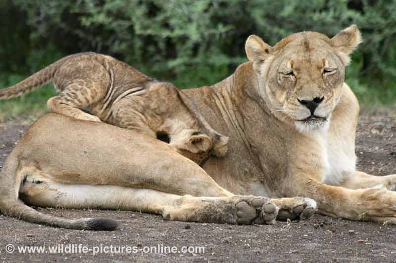 Lion cub climbing over lioness, Mashatu Game Reserve, Botswana