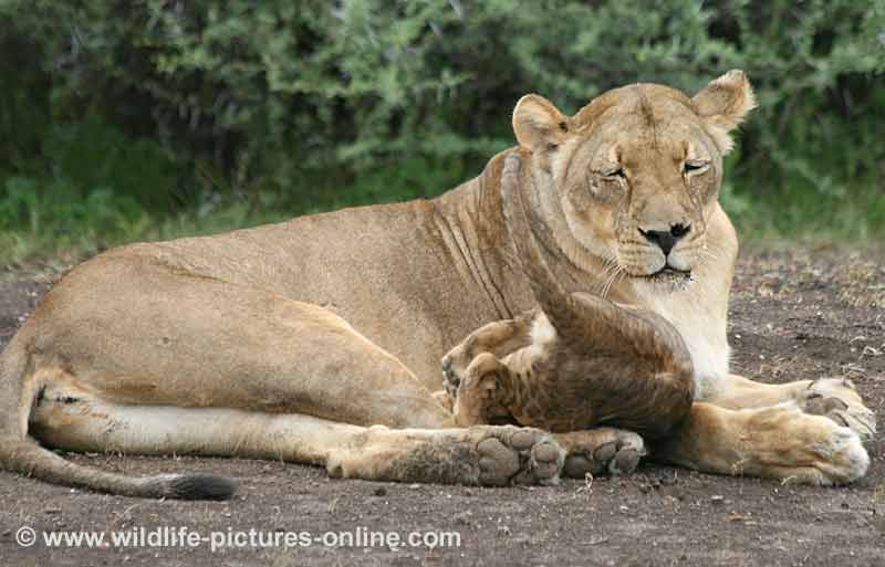 Lion cub takes a tumble while climbing over mother
