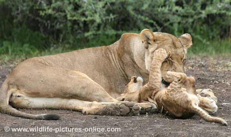 Contented lioness with playful cub, mashatu game reserve, Botswana