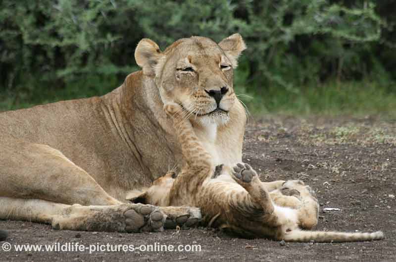 Baby lion playing with its mother, mashatu game reserve, botswana