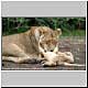 affectionate lion mother