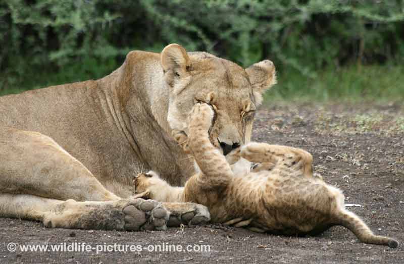 Lioness displays mother's patience with playful cub, Mashatu Game Reserve, botswana