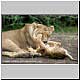 tolerant lioness