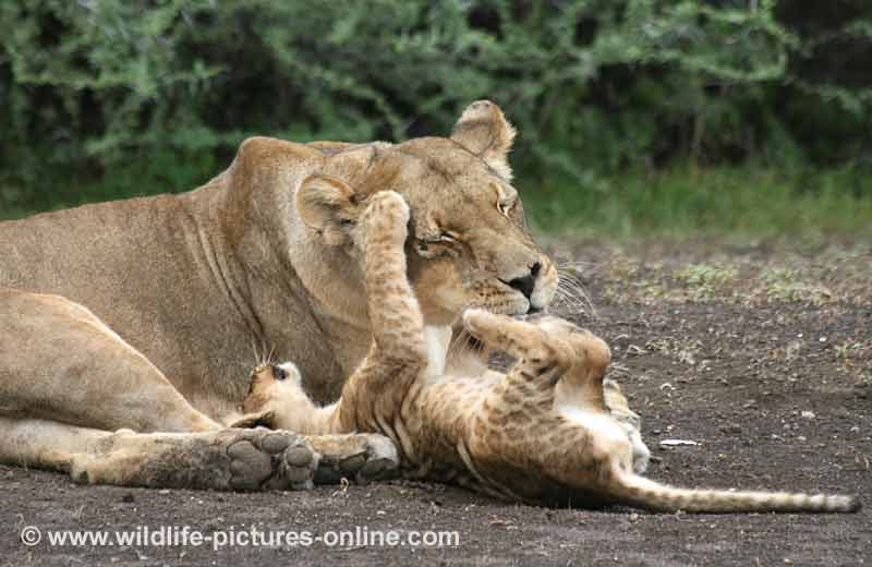 Playful baby lion paws patient lioness, mashatu game reserve, Botswana