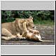 lioness showing affection
