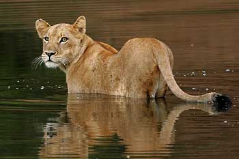 Young lioness prepares to swim river