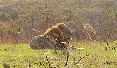 Male Lion in Umfolozi Game Reserve