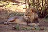 Lion male at rest