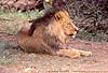 Lion male with black mane