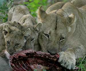 Lioness and cubs feeding on warthog