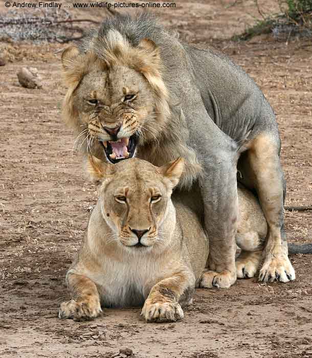 Lions mating