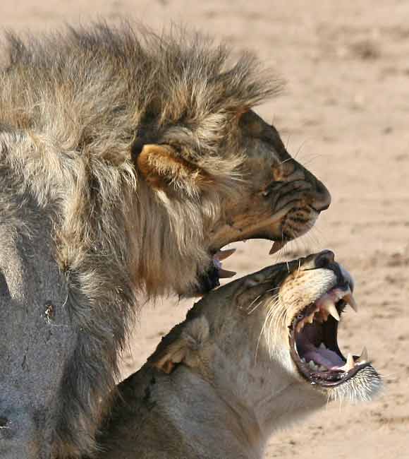 Lions mating, close-up showing facial expressions