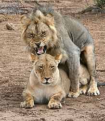 Lion pair mating