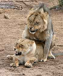 Growling and snarling as lions mate